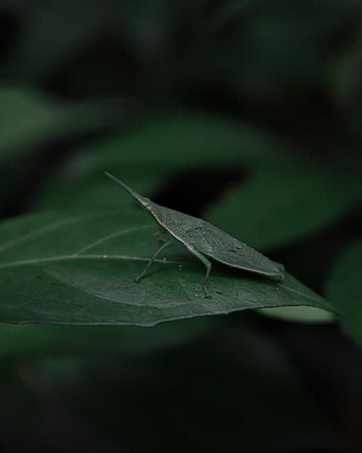 A close-up image of a green katydid insect resting on a dark green leaf, showcasing its elongated body, thin legs, and leaf-like wings that blend seamlessly with the foliage. The leaf has prominent ve