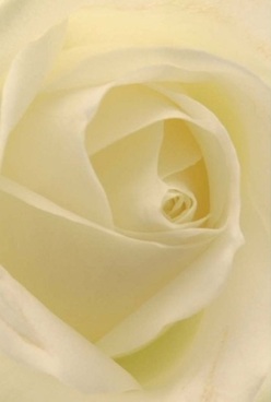 This intimate close-up reveals a single cream-white rose, its petals arranged in captivating harmony. Illuminated by soft, natural daylight near the heath, the pale layers swirl inward with gentle confidence, each one velvet-smooth and almost translucent to the eye. The calming interplay of ivory and subtle lemon hues evokes the soft promise of a quiet morning stroll through Blackheath's leafy avenues. The lighting-never harsh-caresses every natural curve, drawing the eye deeper into the flower's heart, where shadows lie just out of sight. The mood is peaceful, as if the rose itself is cradling a quiet message of love, an unspoken apology, or the anticipation of a celebration yet to unfold. Its form, captured with astonishing clarity by a dedicated local florist, feels utterly timeless-a visual poem for anniversaries or tender milestones. One can almost breathe in its faint, comforting fragrance, imagining the gentle hum of the village beyond the shop's doorway. In Blackheath, this rose serves both as an emblem of pure elegance and a reminder of the care and artistry woven into every bouquet delivered from our neighbourhood's heart.